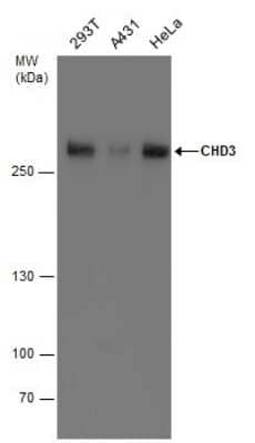 Western Blot: CHD3 Antibody [NBP3-13040]