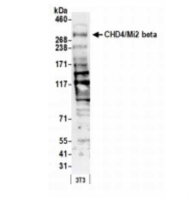 Western Blot: CHD4 Antibody [NB100-57519]