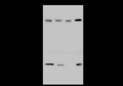 Western Blot: CHD4 Antibody [NBP2-99099]