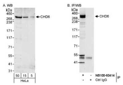 Western Blot: CHD6 Antibody [NB100-60414]