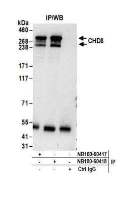 Immunoprecipitation: CHD8 Antibody [NB100-60417]