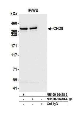 Immunoprecipitation: CHD8 Antibody [NB100-60418]