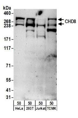 Western Blot: CHD8 Antibody [NB100-60417]