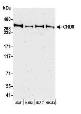 Western Blot: CHD8 Antibody [NB100-60418]