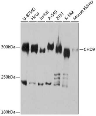 Western Blot: CHD9 AntibodyAzide and BSA Free [NBP2-92056]