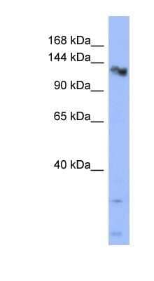 Western Blot: CHERP Antibody [NBP1-80456]