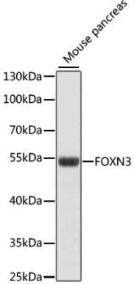 Western Blot: CHES1 AntibodyAzide and BSA Free [NBP2-92204]