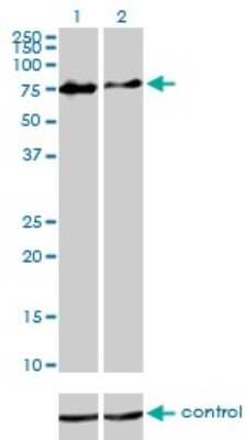 Western Blot: CHFR Antibody (1H3-A12) [H00055743-M01]