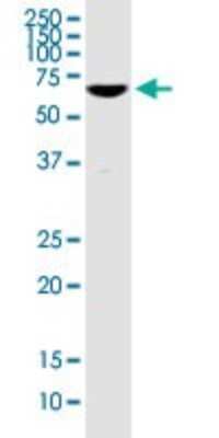 Western Blot: CHFR Antibody (1H3-A12) [H00055743-M01]