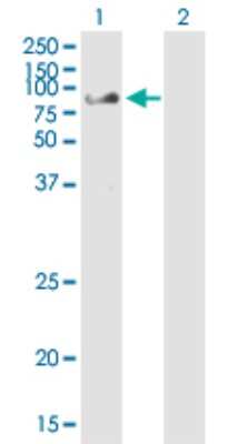 Western Blot: CHFR Antibody (1H3-A12) [H00055743-M01]