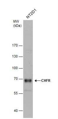 Western Blot: CHFR Antibody [NBP1-30986]