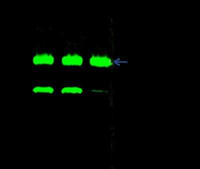 Immunoprecipitation: CHIP/STUB1 Antibody (034) [NBP2-90116]