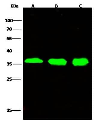 Western Blot: CHIP/STUB1 Antibody (034) [NBP2-90116]