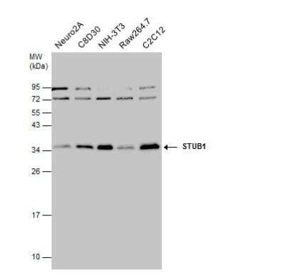 Western Blot: CHIP/STUB1 Antibody [NBP2-15882]