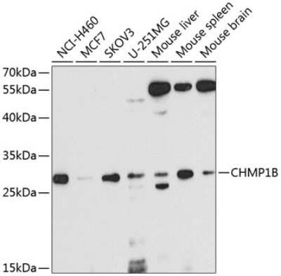 Western Blot: CHMP1B AntibodyBSA Free [NBP2-92828]