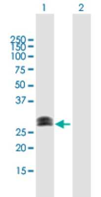 Western Blot: CHMP1a Antibody [H00005119-B01P]