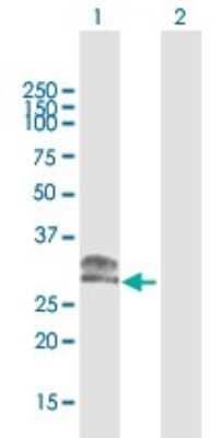 Western Blot: CHMP1a Antibody [H00005119-B02P]