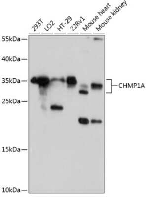 Western Blot: CHMP1a AntibodyAzide and BSA Free [NBP2-92043]