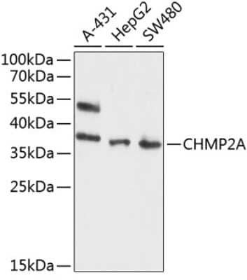 Western Blot: CHMP2A AntibodyBSA Free [NBP2-92017]