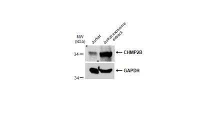 Western Blot: CHMP2B Antibody [NBP2-15887]