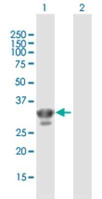 Western Blot: CHMP4A Antibody [H00029082-B01P]