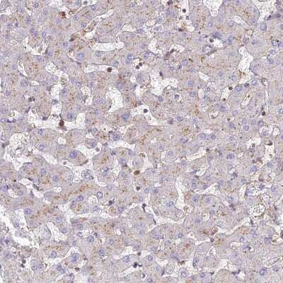 Immunohistochemistry-Paraffin: CHMP4B Antibody [NBP1-91782]