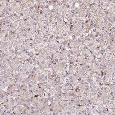 Immunohistochemistry-Paraffin: CHMP4B Antibody [NBP2-49018]