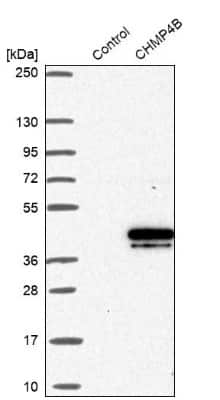 Western Blot: CHMP4B Antibody [NBP1-91782]