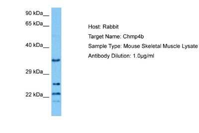 Western Blot: CHMP4B Antibody [NBP2-87183]