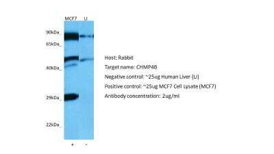 Western Blot: CHMP4B Antibody [NBP2-87183]