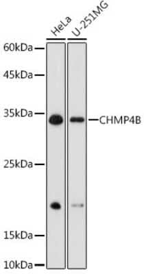 Western Blot: CHMP4B AntibodyBSA Free [NBP2-92805]