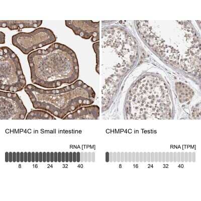 Immunohistochemistry-Paraffin: CHMP4C Antibody [NBP1-81166]