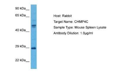 Western Blot: CHMP4C Antibody [NBP2-87185]