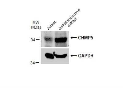 Western Blot: CHMP5 Antibody [NBP1-32597]