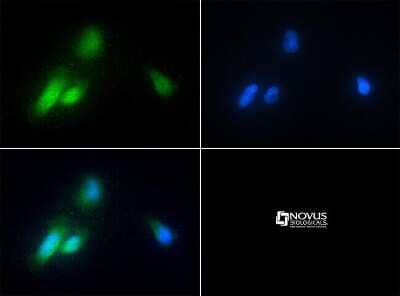 Immunocytochemistry/ Immunofluorescence: CHORDC1 Antibody - BSA Free [NBP1-78304]