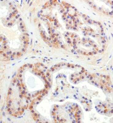 Immunohistochemistry: CHORDC1 Antibody - BSA Free [NBP1-78304]