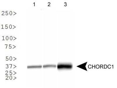 Western Blot: CHORDC1 AntibodyBSA Free [NBP1-78304]