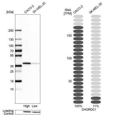 Western Blot: CHORDC1 Antibody [NBP1-85629]