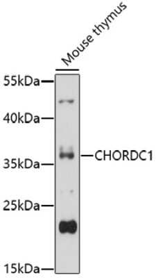 Western Blot: CHORDC1 AntibodyAzide and BSA Free [NBP2-92346]