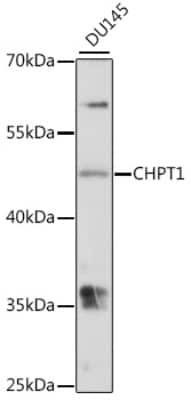 Western Blot: CHPT1 AntibodyAzide and BSA Free [NBP2-92299]