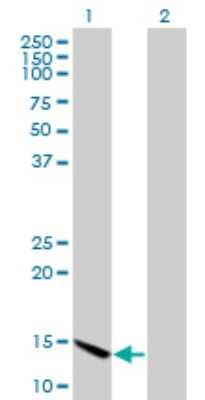 Western Blot: CHRAC1 Antibody (4E7) [H00054108-M11]