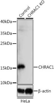 Western Blot: CHRAC1 AntibodyBSA Free [NBP2-92952]