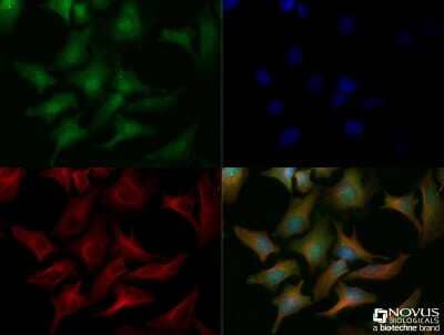 Immunocytochemistry/ Immunofluorescence: CHREBP Antibody - BSA Free [NB400-135]