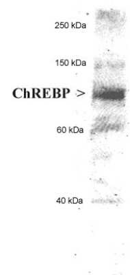 Western Blot: CHREBP AntibodyBSA Free [NB400-135]