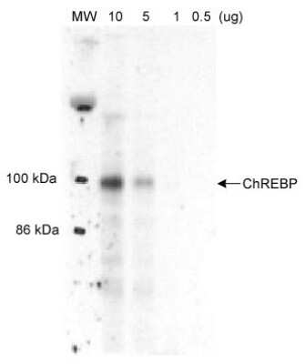 Western Blot: CHREBP AntibodyBSA Free [NB400-135]