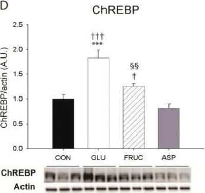 Western Blot: CHREBP AntibodyBSA Free [NB400-135]