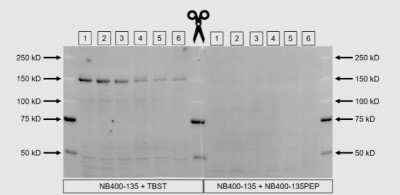 Western Blot: CHREBP AntibodyBSA Free [NB400-135]