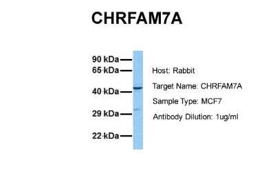 Western Blot: CHRFAM7A Antibody [NBP1-80091]