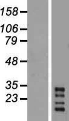 Western Blot: CHRFAM7A Overexpression Lysate [NBP2-05568]