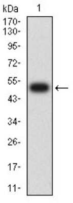 Western Blot: CHRND Antibody (1H1F9)BSA Free [NBP2-61733]